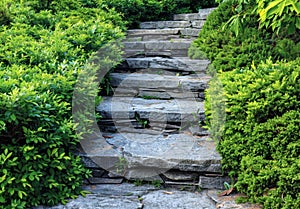 Stone pathway winding through a lush green garden