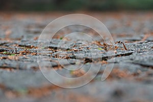Stone pavement texture