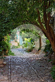 The stone paved narrow street under the canopy of trees in the Lania village. Limassol. Cyprus