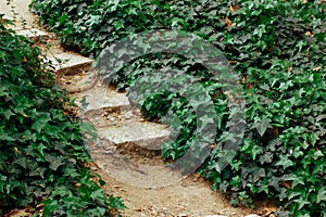 Stone paved pathway path among lush fresh green vegetation, grasses, leaves goes into a distance in a botanical garden