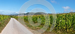 Stone-paved road in the cornfields