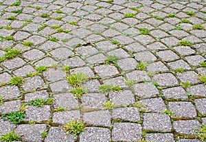 Stone paved road with grass