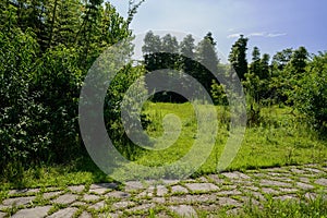 Stone paved way in weedy lawn on sunny summer day