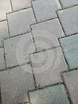 Stone Pavement garden