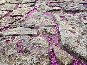 Stone pavement with purple petals photo