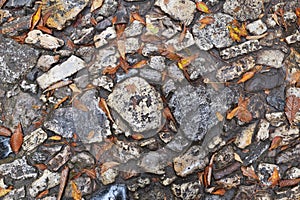 Stone pavement after rain in winter time