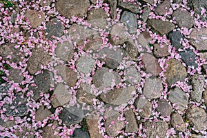 The stone pavement is strewn with pink flower petals that have fallen from a cherry blossom tree