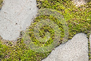 Stone paving slabs of green moss close up