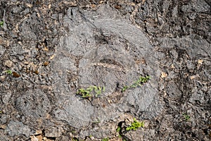 Stone Pebble Texture Pattern pavement marine texture