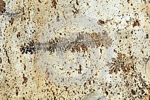 Stone photo of prehistory photo