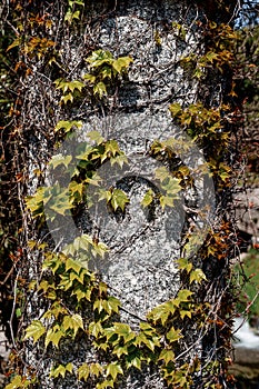 A stone pillar entwined with vines of maiden grapes.