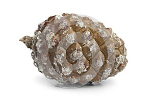 Stone pine cone