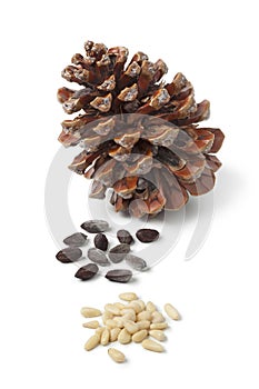 Stone pine cone and seeds