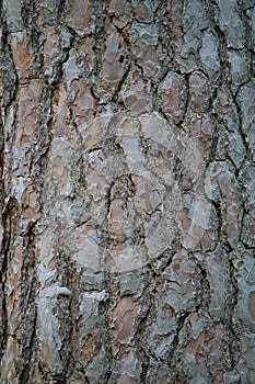 The stone pine cortex. Pine bark. Nature concept