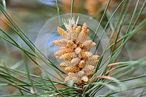 Stone pine flower. In this pine, the male flowers are grouped in small cones of little more than one centimeter and yellowish in