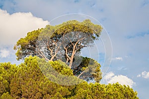 Stone pine in the forest in a bright day, south coast of Turkey in Mediterranean