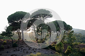 Stone pine forest on a sunny day, Aegean Region, Turkey