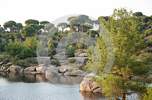 Stone pine forest on a sunny day, Aegean Region, Turkey