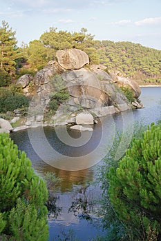 Stone pine forest on a sunny day, Aegean Region, Turkey