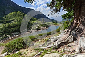 Stone pine in the mountains