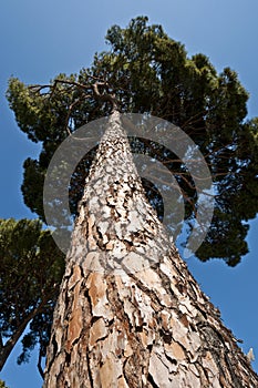 Stone Pine (Pinus pinea) photo