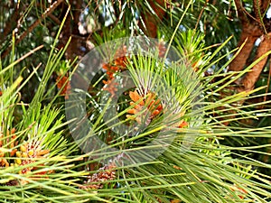 Stone Pine Or Pinus Pinea Algarve Portugal photo