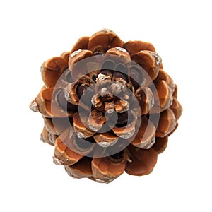 Stone pine, Pinus Pinea