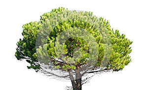 Stone pine, Pinus Pinea, isolated on white background photo