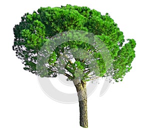 A Stone Pine tree, known as Italian stone pine, botanical name Pinus pinea, an umbrella form tree dicut, isolated on white photo