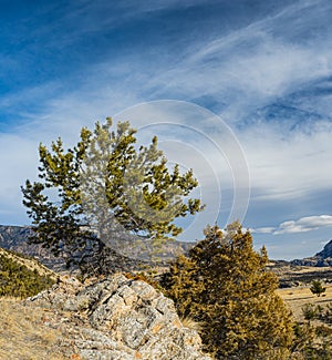 Stone Pine Tree On Mountainside