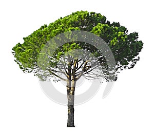 A Stone Pine, umbrella form tree isolated, dicut on white background with clipping path
