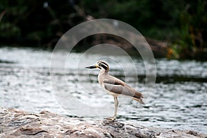 Stone plover