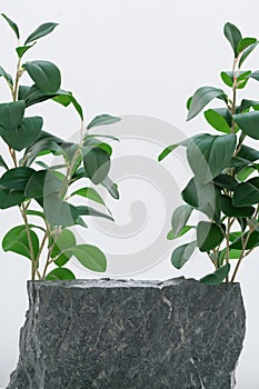 Stone podium tabletop floor with tree branch green leaf on white background.Beauty cosmetic and healthy natural product placement