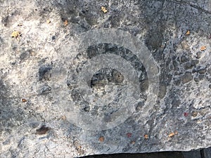 Stone print details in autumn
