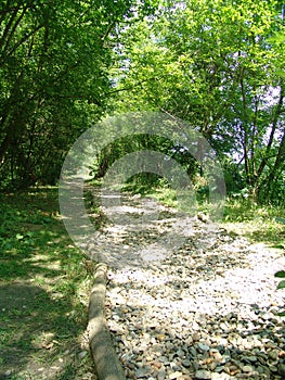 Stone road in the forest