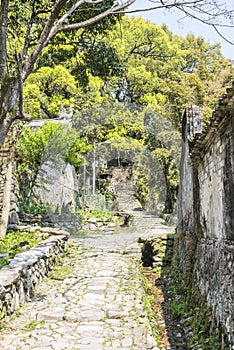 Stone road and Old camphor tree