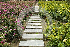 Stone road, rose flower