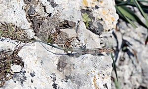 Stone rock background