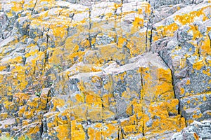 Stone rock moss background