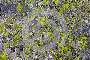 Stone or rock with moss plant texture