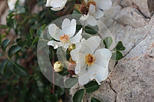 stone rose, flowerstone rose, flower, rose, white