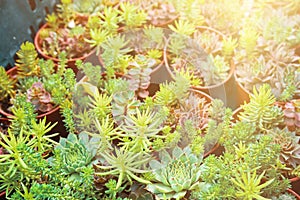 Stone rose. Rejuvenated.