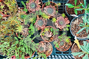 Stone rose. Rejuvenated.