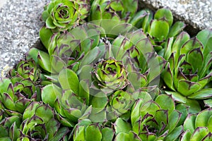 Stone Rose (Sempervivum)