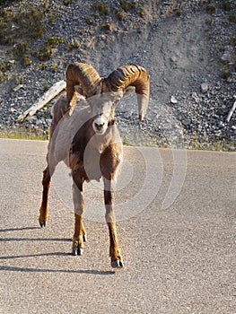 Bighorn Sheep