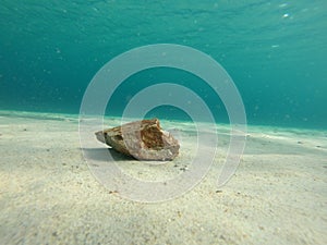 Stone in the sand underwater landscape