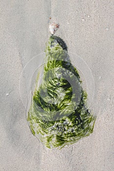 Stone in seaweed on a beach sea