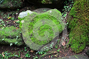 Stone in the shape of the heart covered with green moss and lichen in tropical forest, environment conservation concept