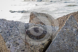 Stone-shaped cement fish