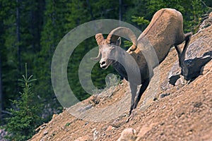 Stone sheep